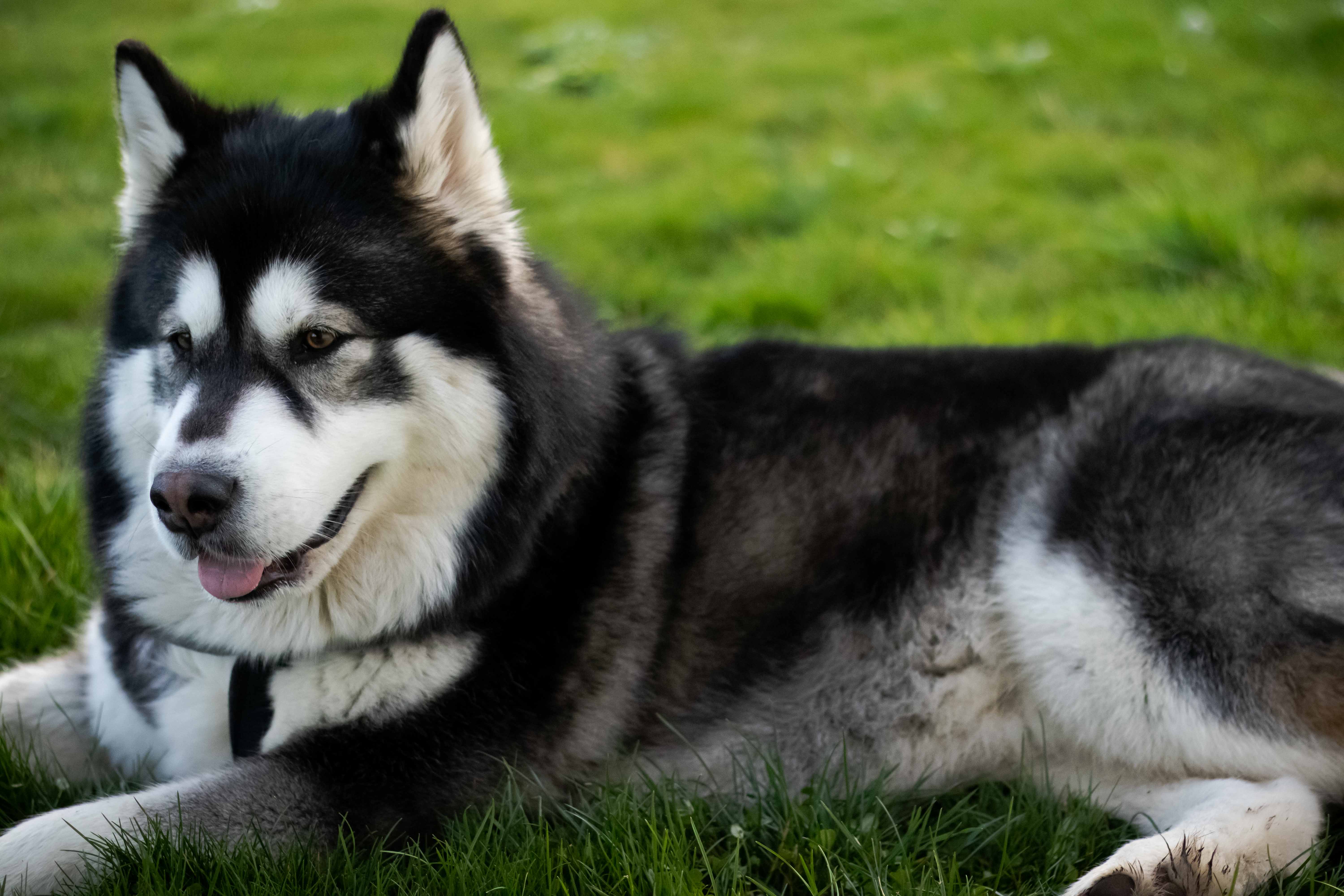 Photo d'un husky allongé dans l'herbe dur le coté